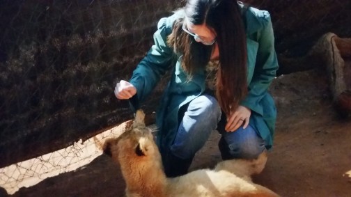 Lion cub getting a bit too friendly