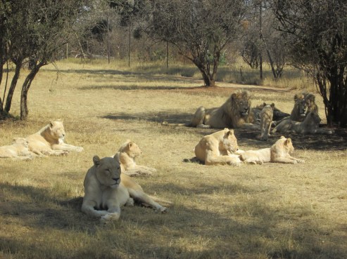 More lions